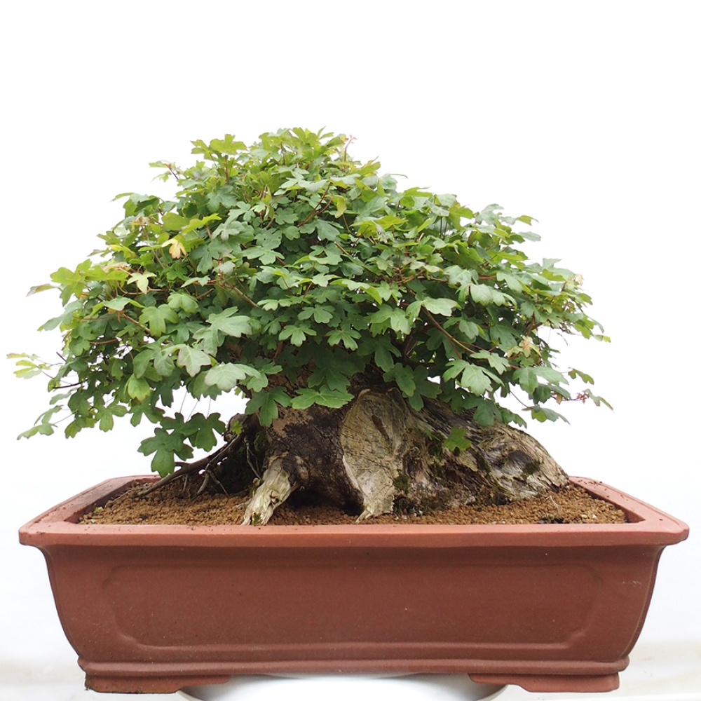 Bonsai im Freien - Französischer Ahorn - Acer Nonspessulanum