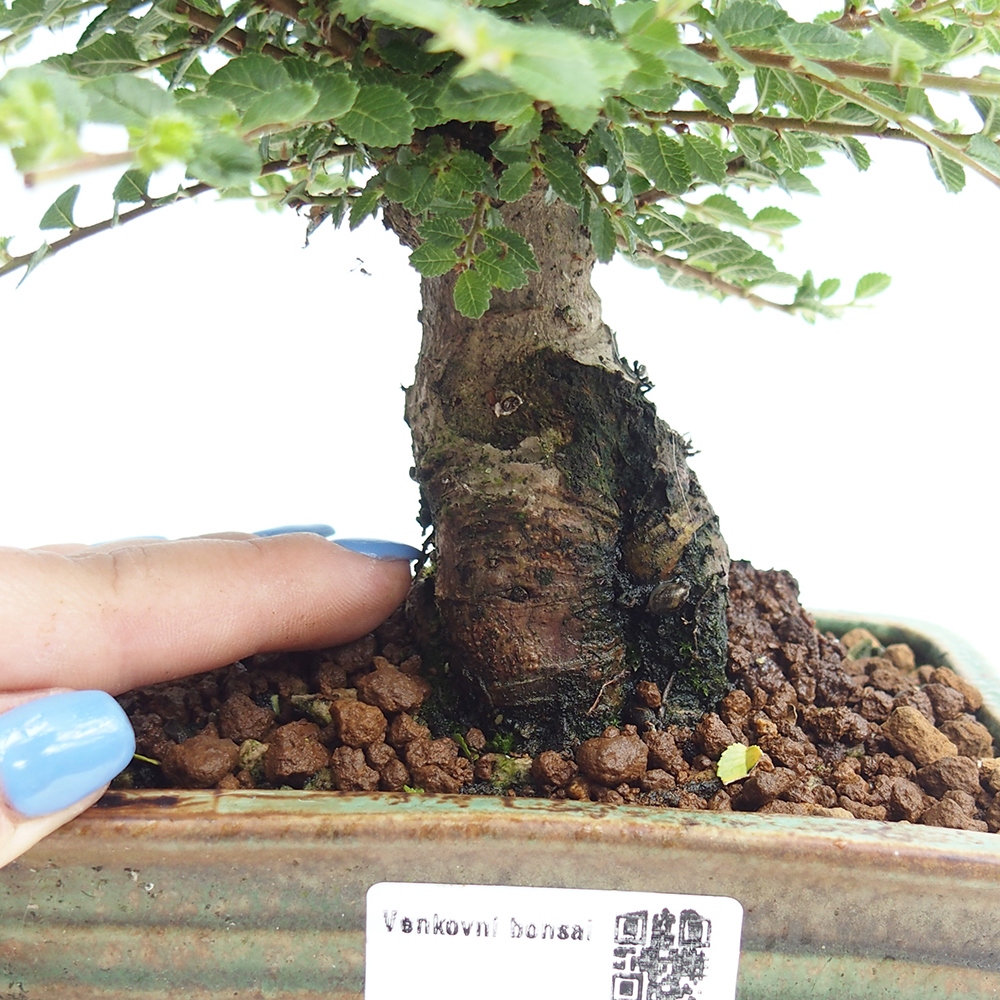 Bonsai im Freien - Ulmus parvifolia Hokkaido - Chinesische Ulme