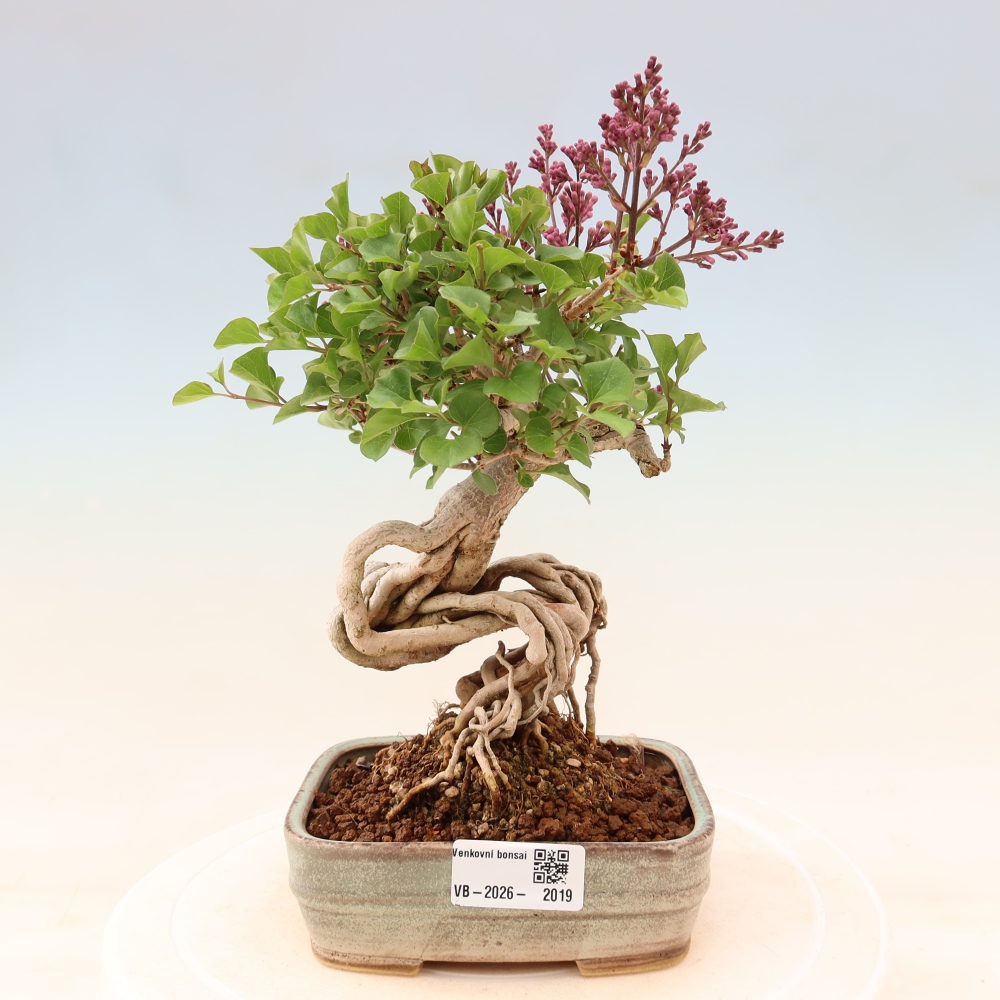 Bonsai für draußen - Syringa microphylla - Kleinblütiger Flieder