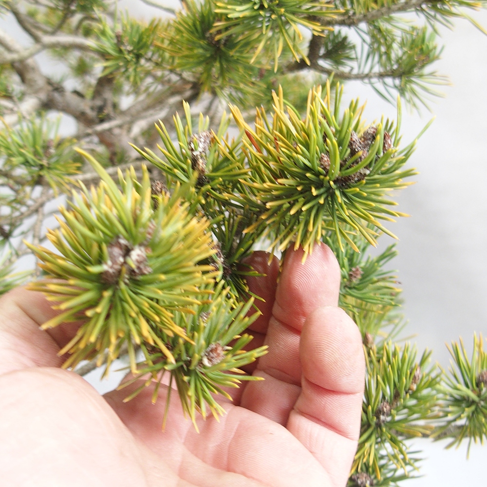 Yamadori - Pinus sylvestris 