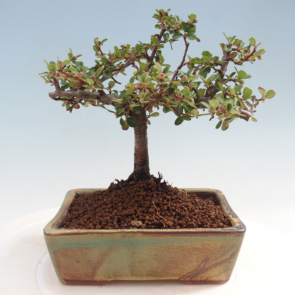 Bonsai im Freien - Cotoneaster horizontalis - Felsenbaum