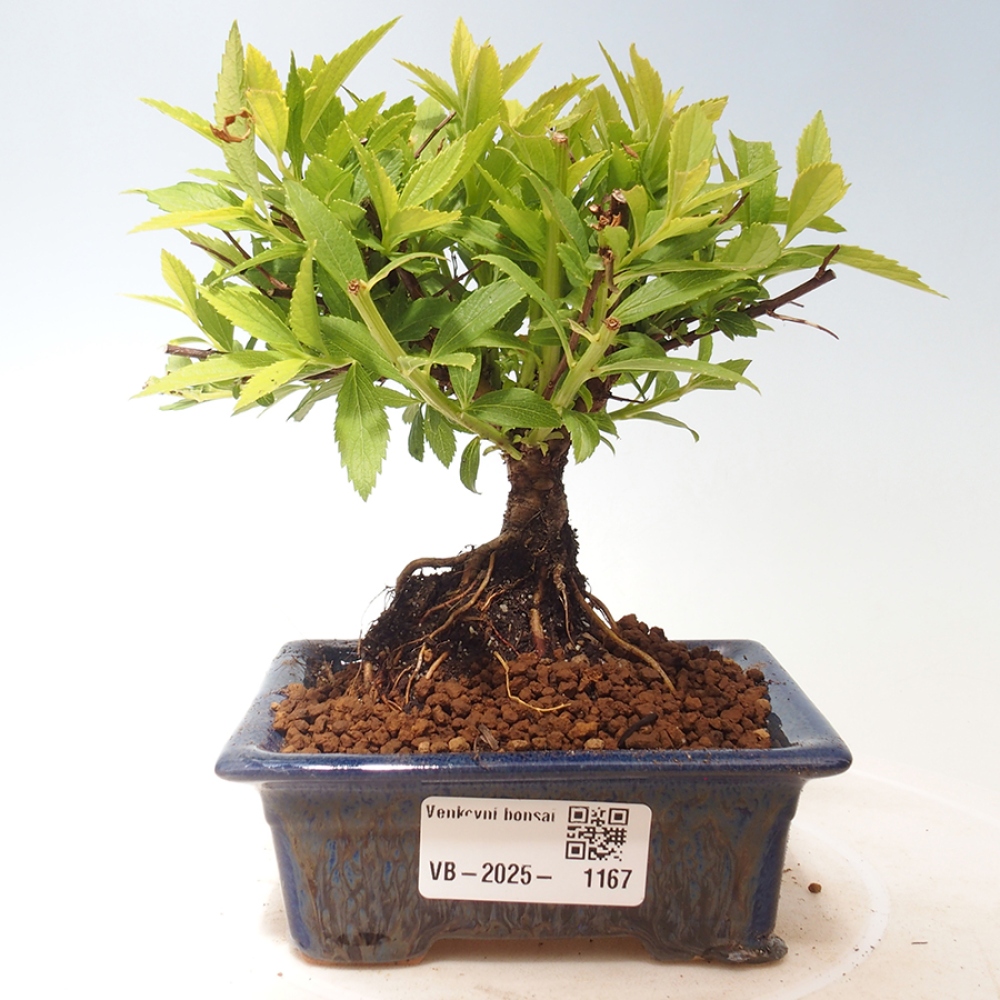 Bonsai im Freien - Spirea japonica GENPSI