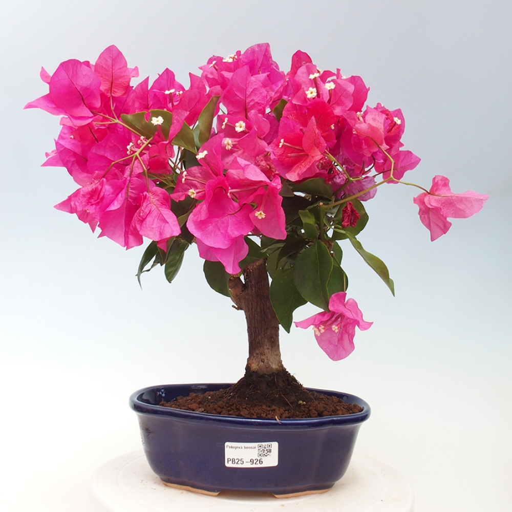 Indoor Bonsai - Bouganwilea