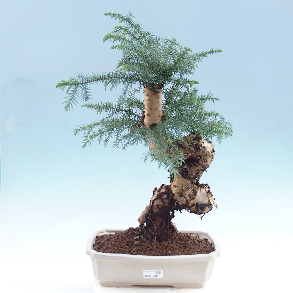 Zimmer Bonsai - Araukarie - Zimmer Fichte
