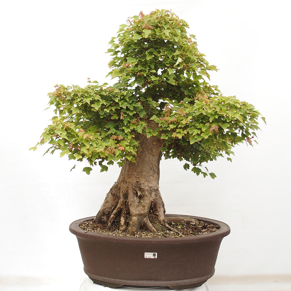 Bonsai im Freien - Ahorn Buergerianum - Burger Maple