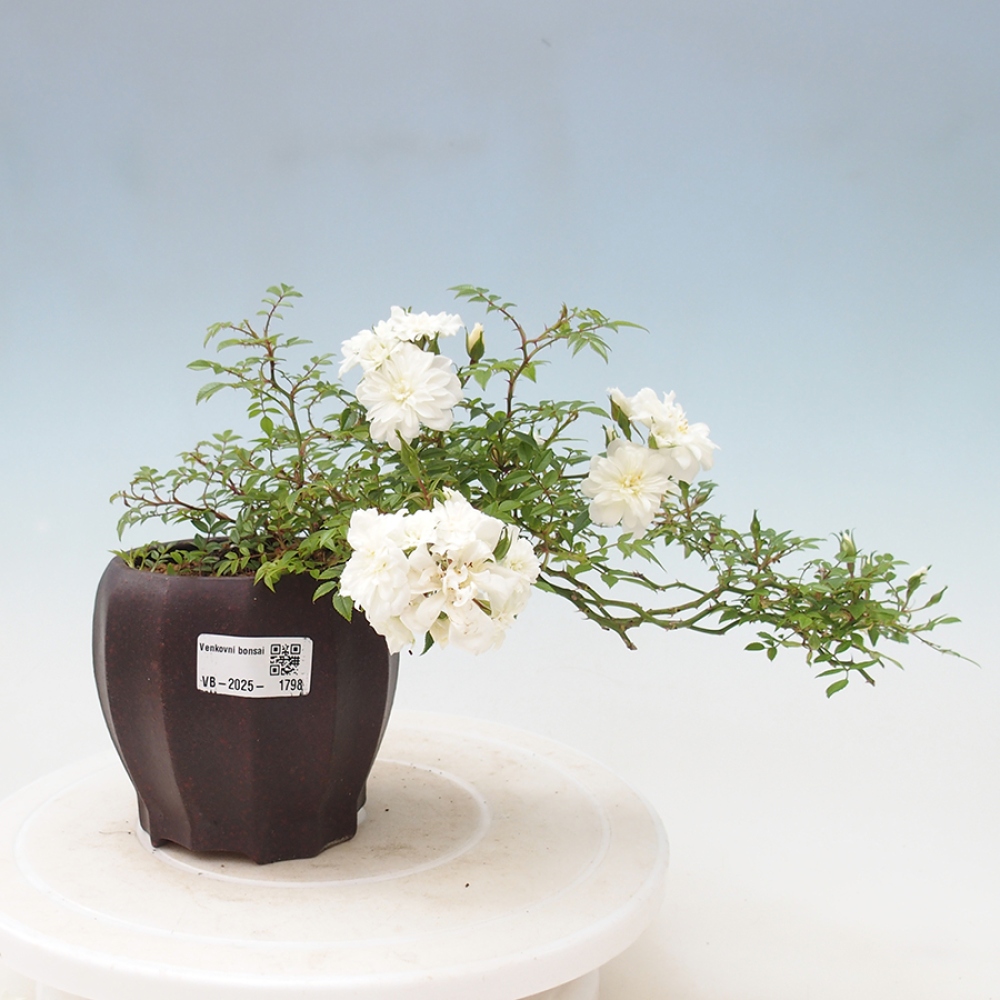 Freilandbonsai - Rosa Sea Foam -  Rose