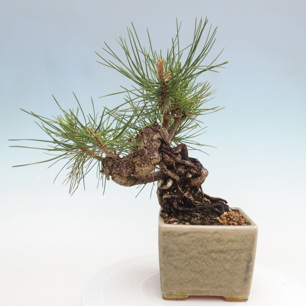 Bonsai im Freien - Pinus thunbergii - Thunbergia-Kiefer