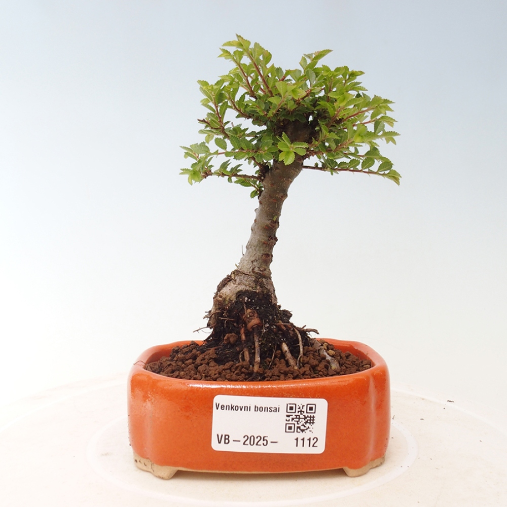 Bonsai im Freien - Ulmus parvifolia Sagei - Kleinblättrige Ulme