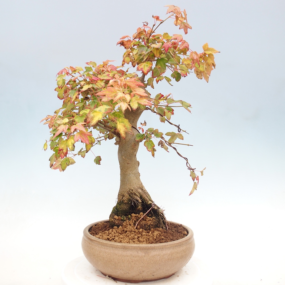 Bonsai im Freien - Ahorn Buergerianum - Burger Maple