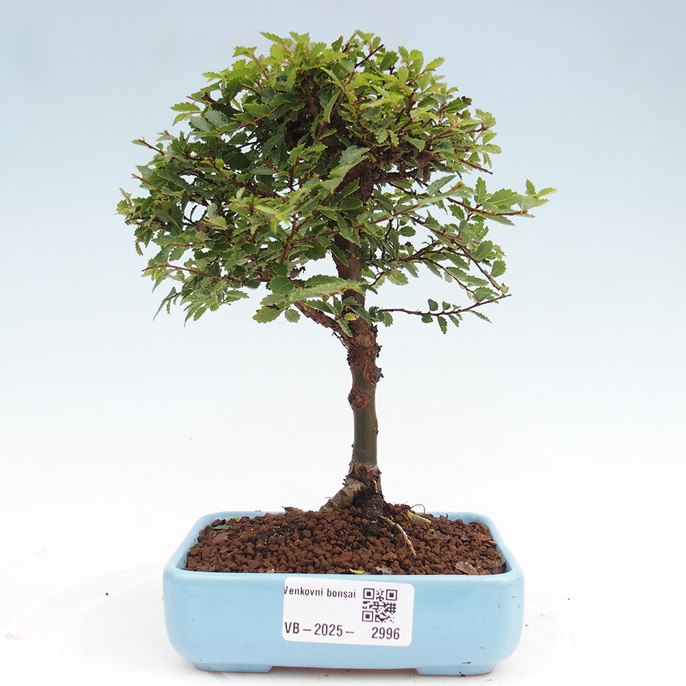 Bonsai im Freien - Ulmus parvifolia Sagei - Kleinblättrige Ulme