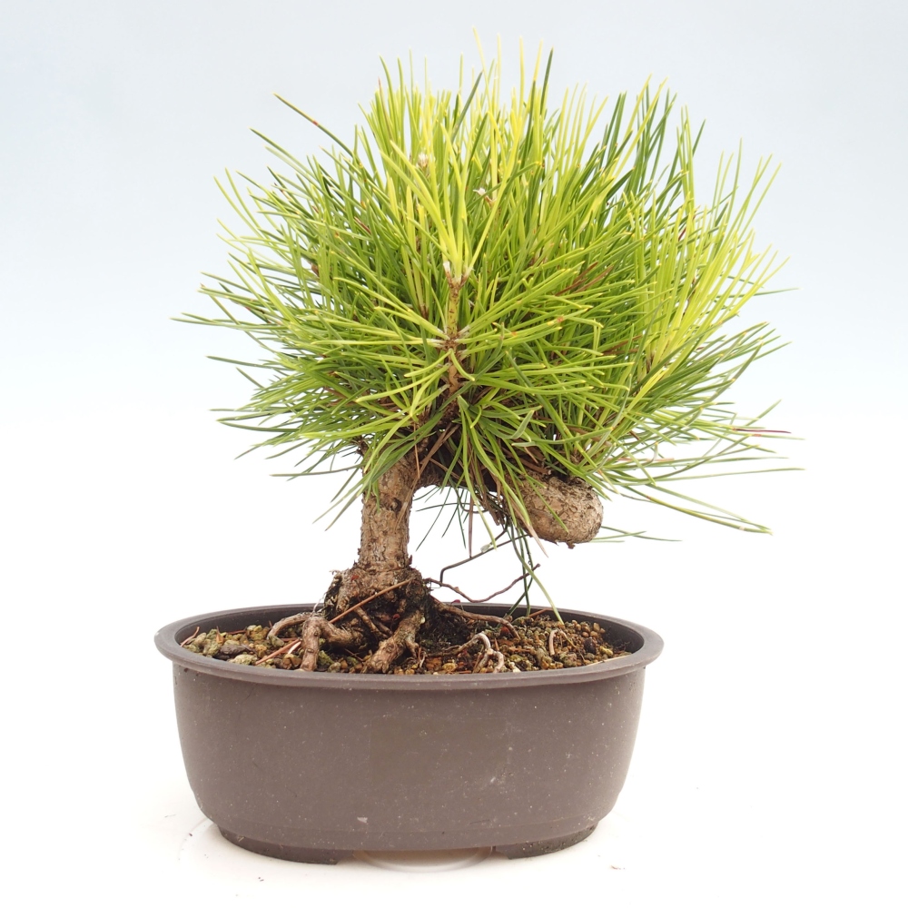 Bonsai im Freien - Pinus thunbergii - Thunbergia-Kiefer