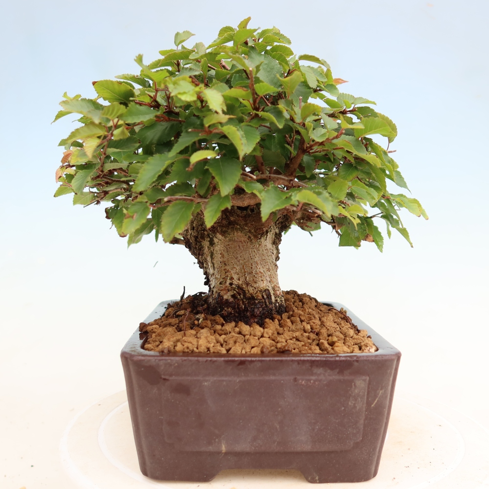 Bonsai für draußen - Karpinus Coreana - Koreanische Hainbuche
