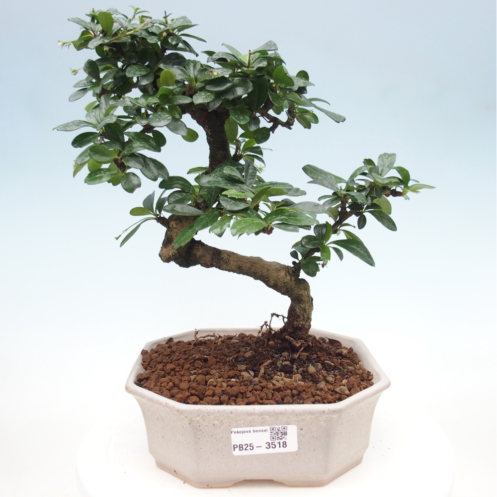 Zimmer-Bonsai - Carmona macrophylla - Tee-Fuki