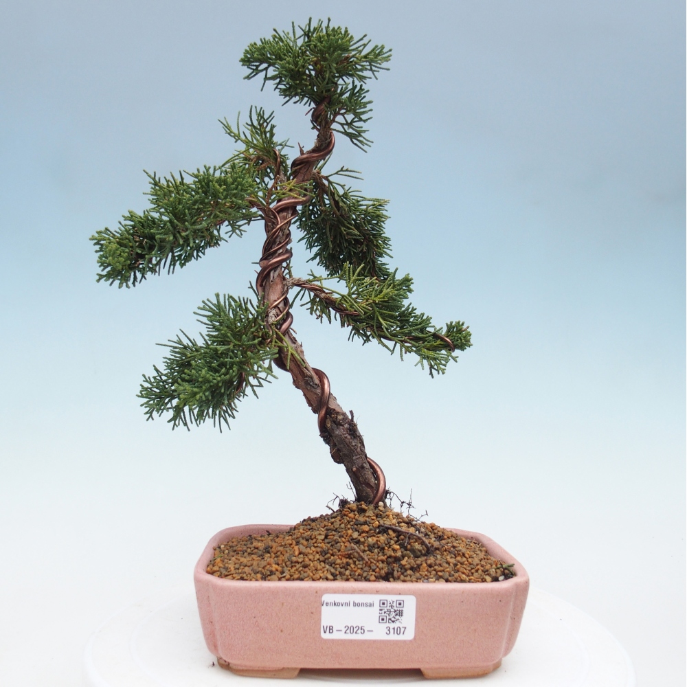 Bonsai im Freien - Juniperus chinensis Kishu - Chinesischer Wacholder