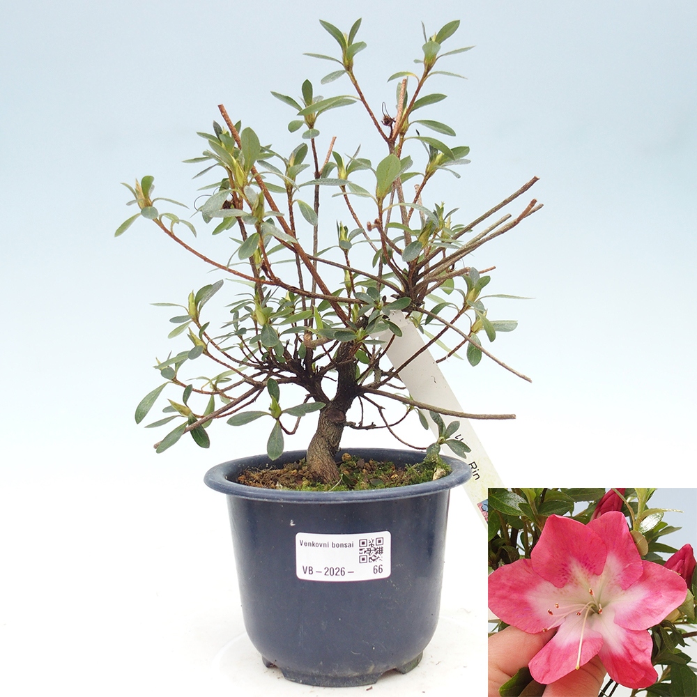 Bonsai für draußen - Japanische Azalee - Azalea Rin