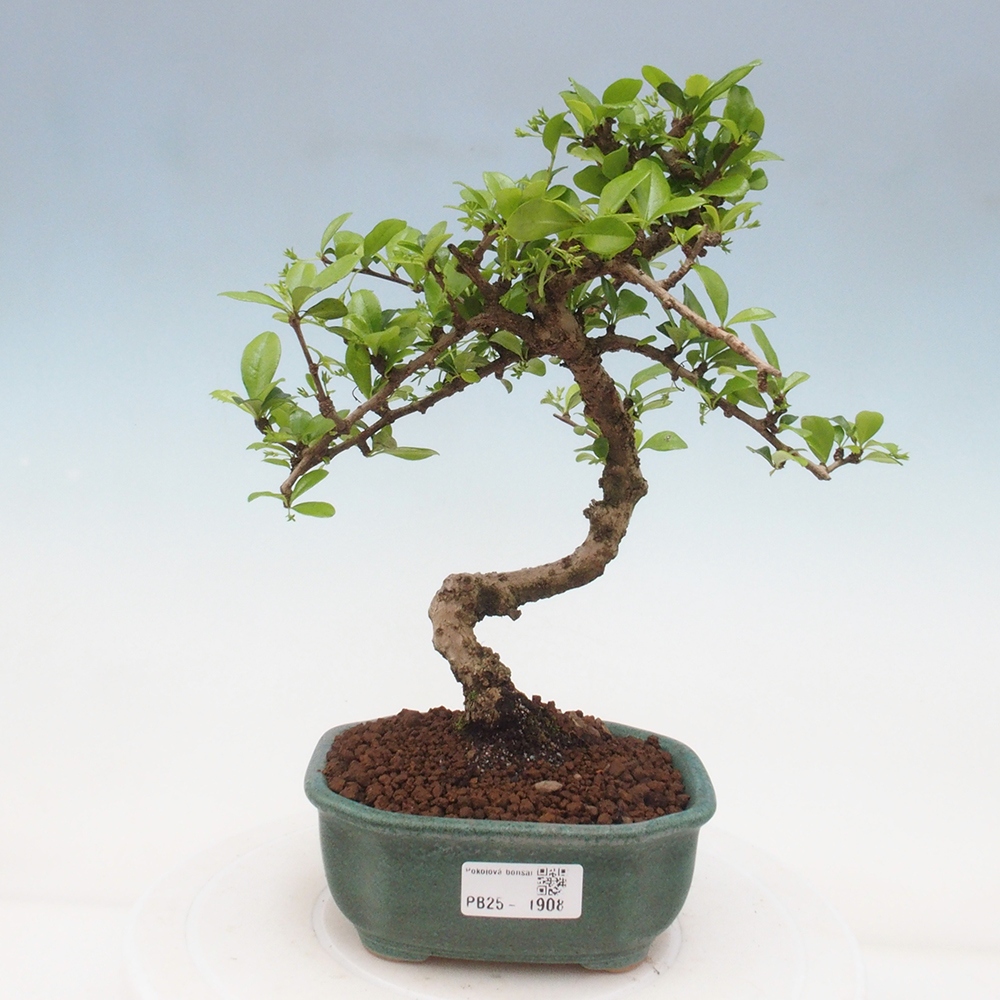 Zimmerbonsai - Carmona Macrophylla - Fuki-Tee