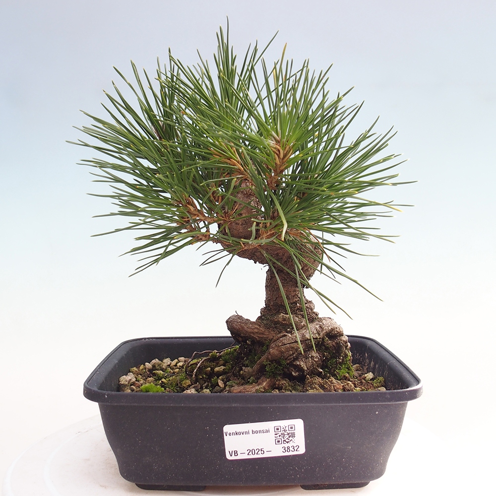 Bonsai für draußen - Pinus thunbergii - Thunberg-Kiefer