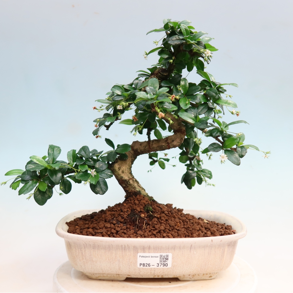 Zimmer-Bonsai - Carmona macrophylla - Tee-Fuki