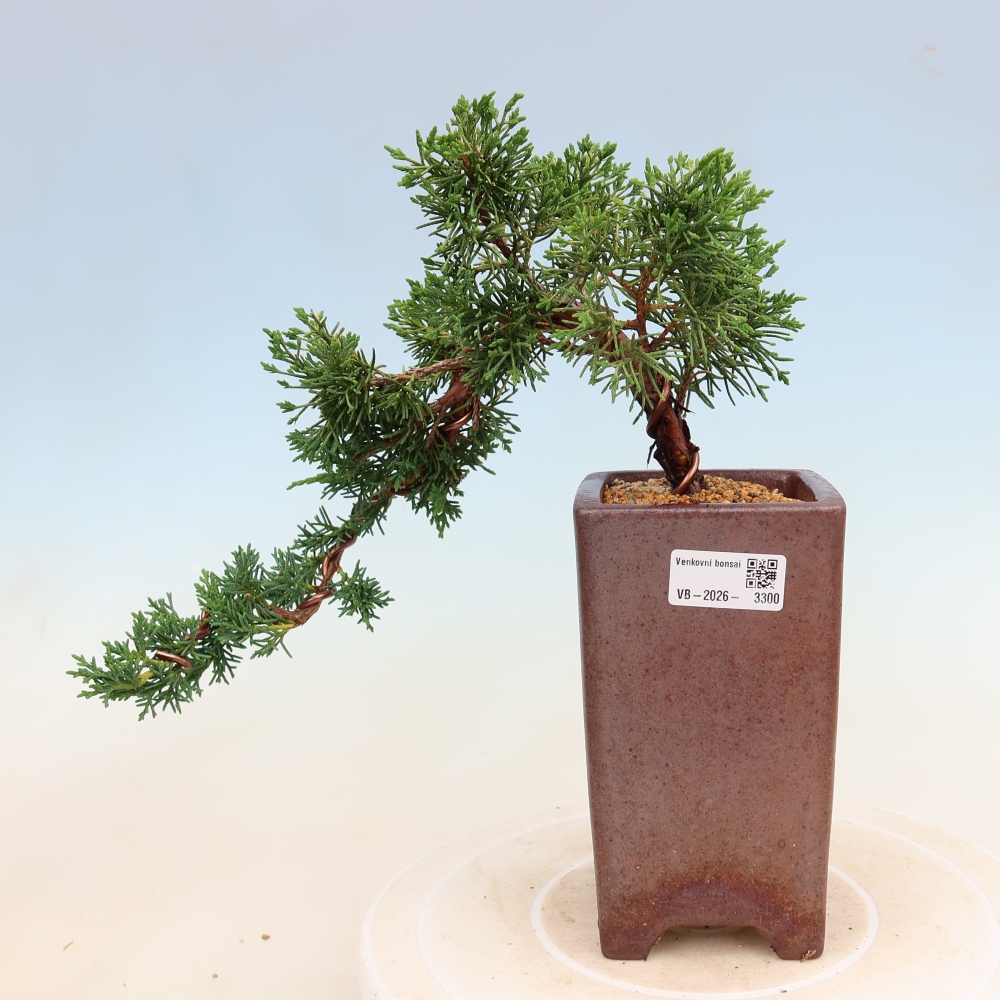 Bonsai für draußen - Juniperus chinensis Kishu