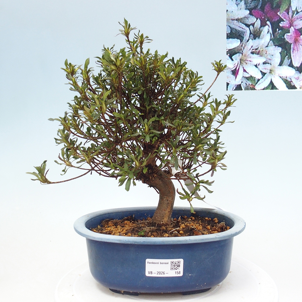 Bonsai für draußen - Japanische Azalee - Azalea Ryusen