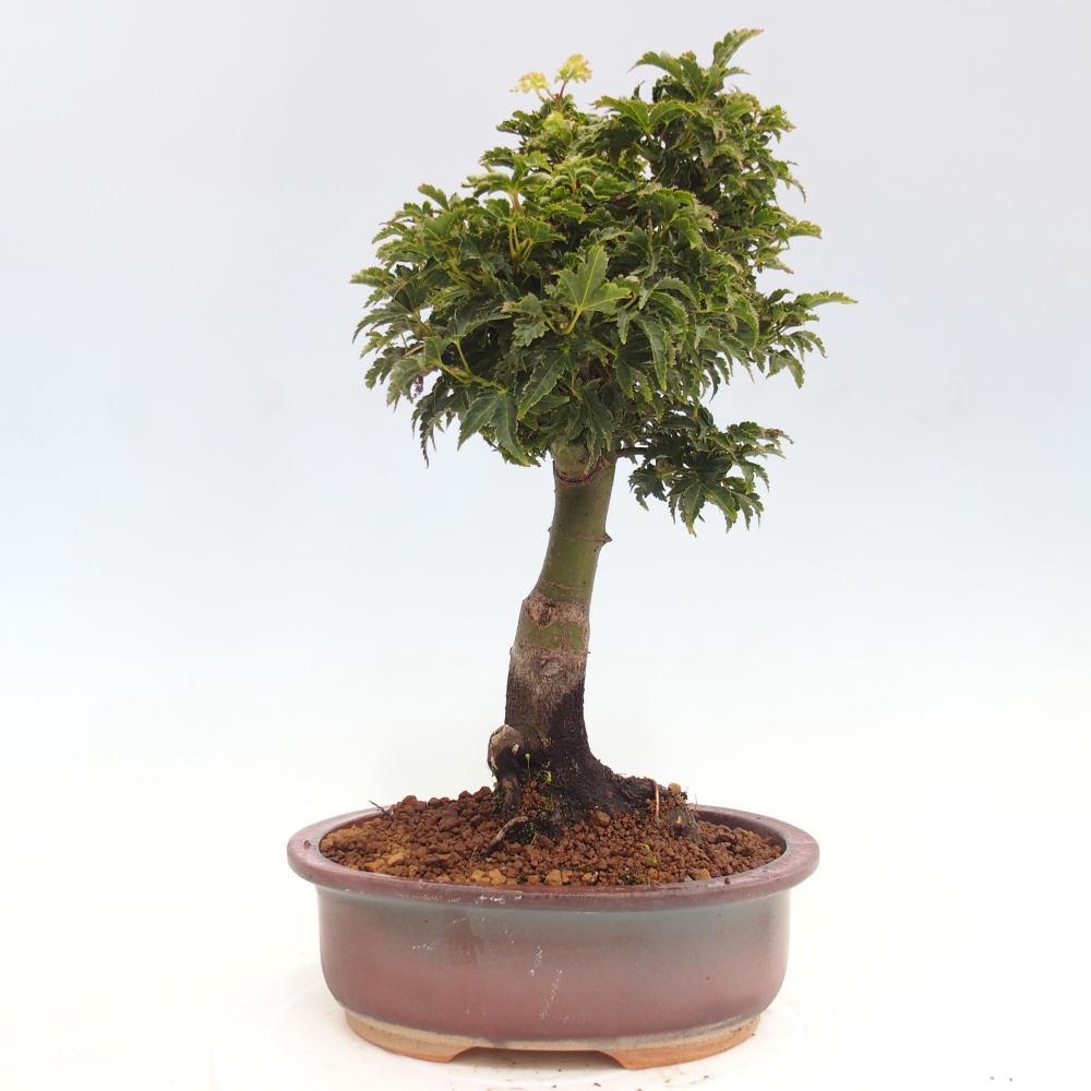 Bonsai im Freien - Acer palmatum Shishigashira-Ahorn