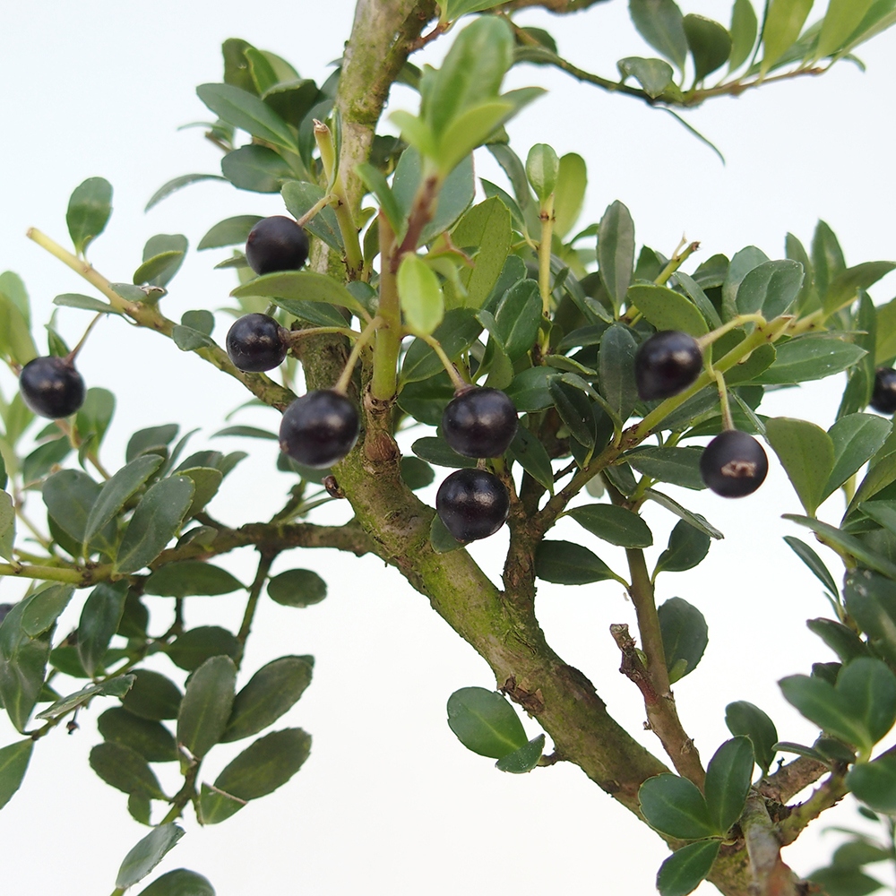 Zimmer Bonsai - Ilex crenata - Stechpalme