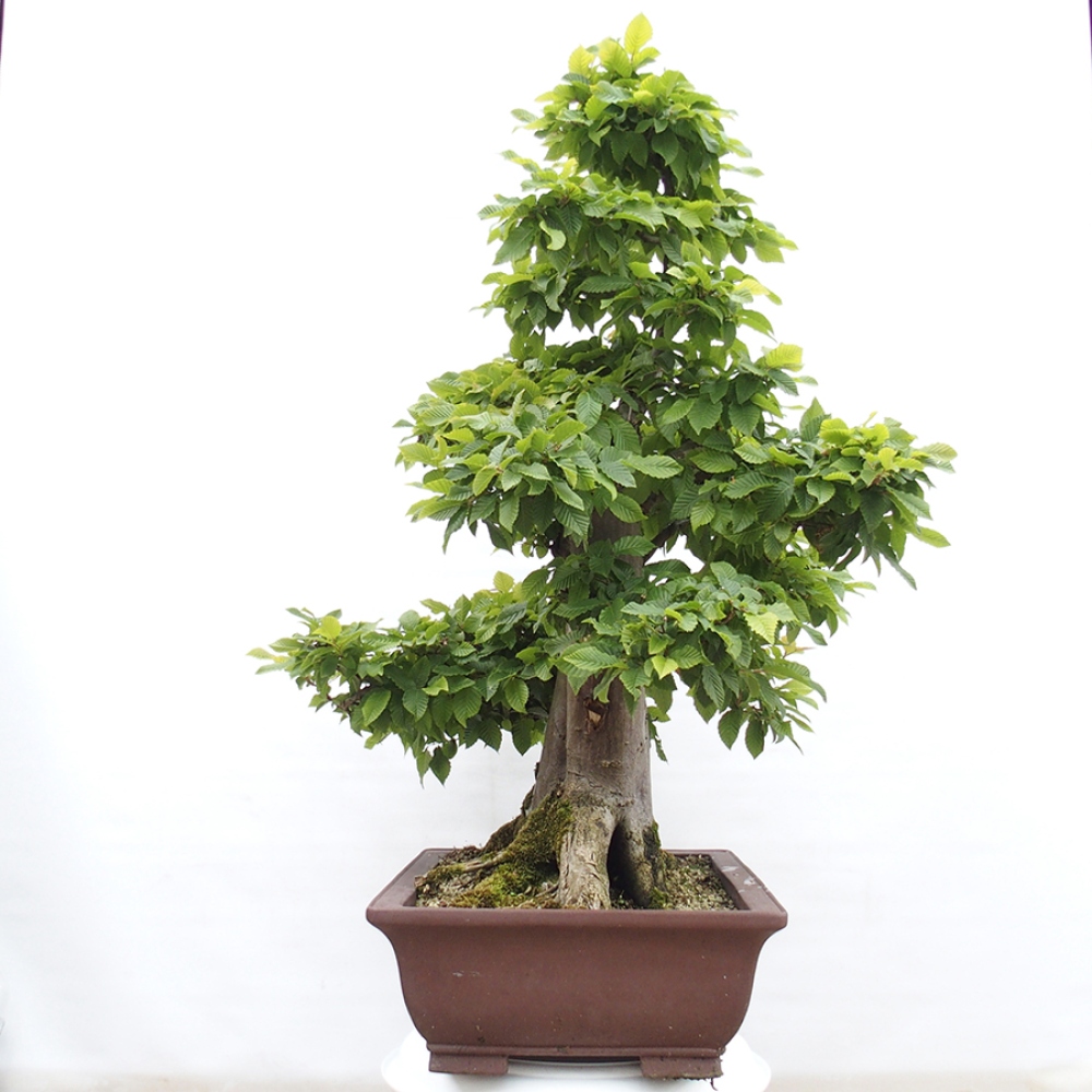 Bonsai im Freien - Hainbuche - Carpinus betulus