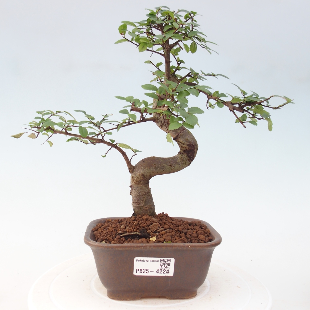 Zimmerbonsai - Ulmus parvifolia - Kleinblättrige Ulme