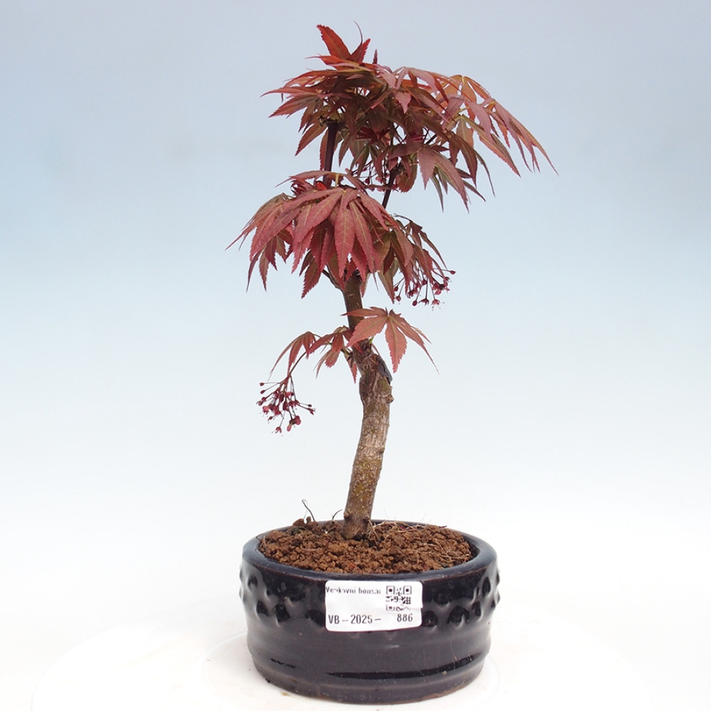 Bonsai im Freien - Acer-Palme. Atropurpureum-Palmenblatt-Ahorn