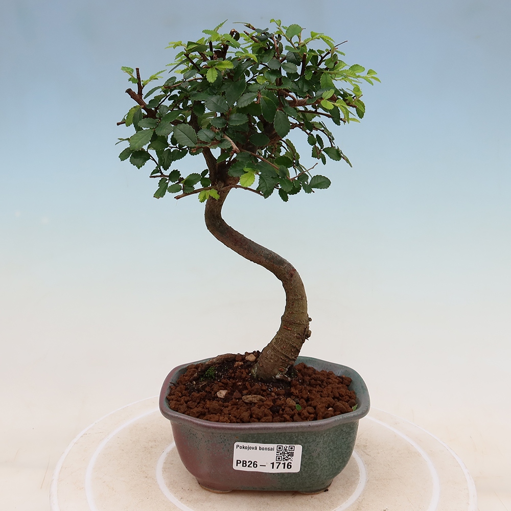 Zimmerbonsai - Ulmus parvifolia - Kleinblättrige Ulme