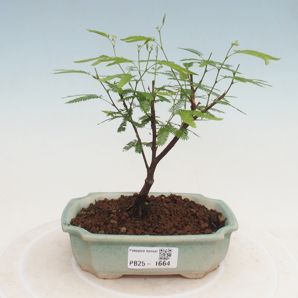 Zimmer Bonsai-Calliandra surinamensis Dixie Pink -Kaliandra von Suria