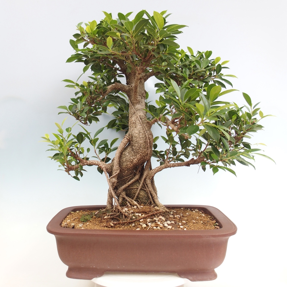 Zimmerbonsai - Ficus kimmen - kleinblättriger Ficus - NUR PERSÖNLICHE ABHOLUNG oder Palettentransport