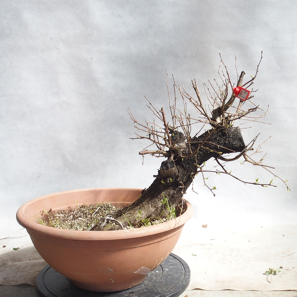 Outdoor Bonsai -Mahalebka - Prunus Mahaleb