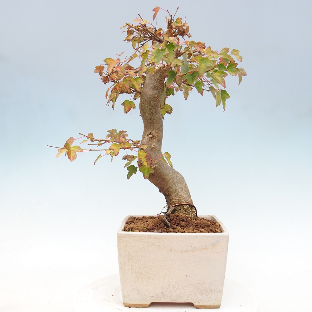 Bonsai im Freien - Ahorn Buergerianum - Burger Maple
