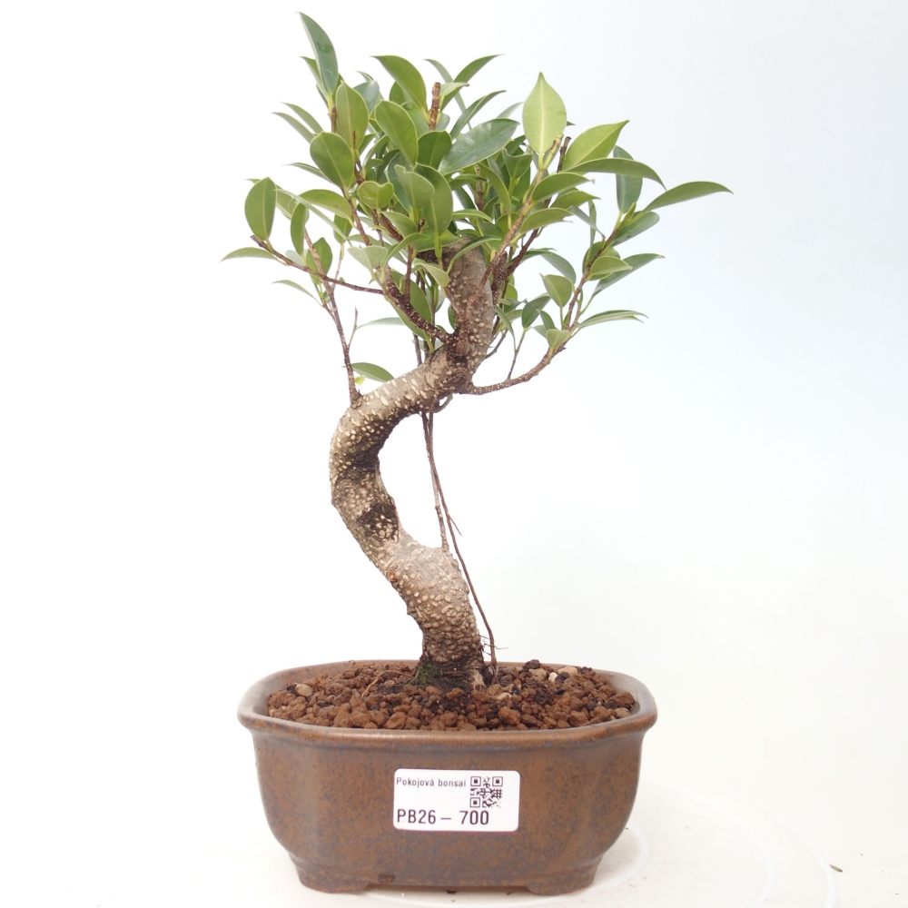 Zimmerbonsai - Ficus retusa - Kleinblättriger Ficus