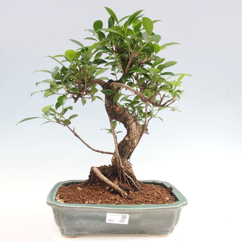 Zimmerbonsai - Ficus kimmen - kleinblättriger Ficus