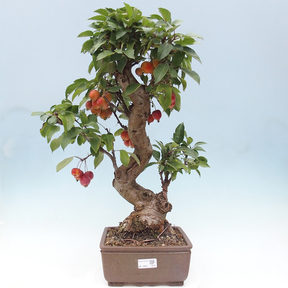 Bonsai im Freien - Malus halliana - Kleinfruchtiger Apfelbaum