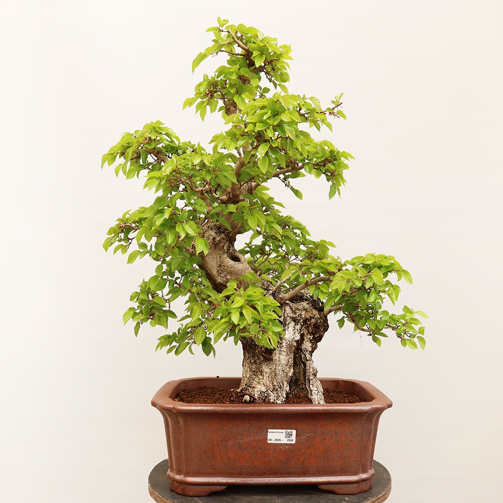 Bonsai im Freien - Carpinus Coreana - Koreanische Hainbuche