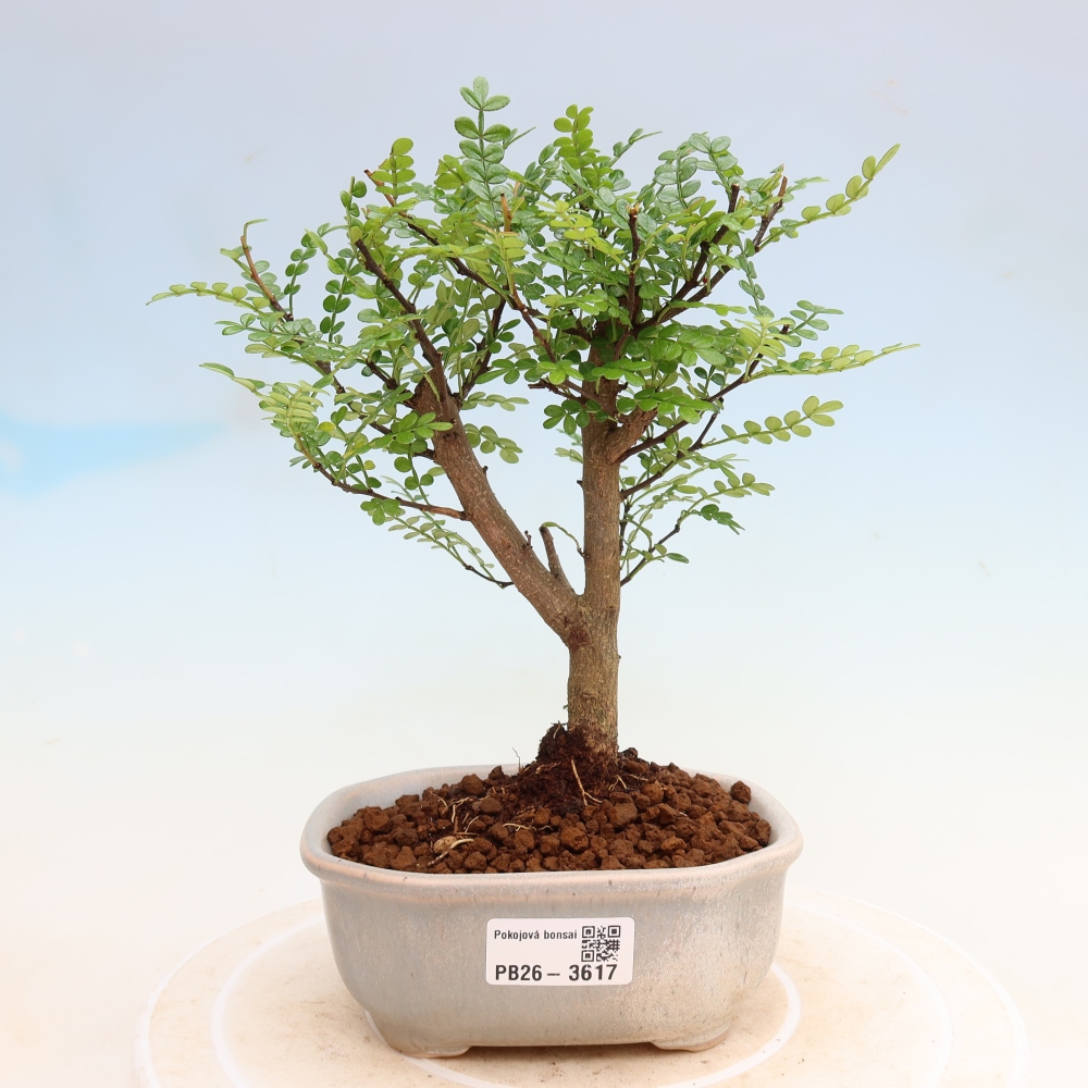 Zimmer Bonsai - Zantoxylum piperitum - Pfefferbaum