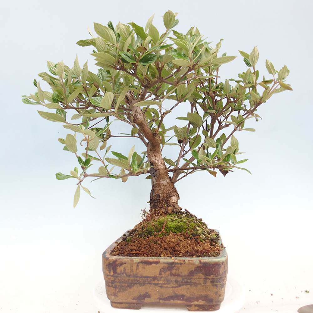 Outdoor-Bonsai-Kalina Bodnanská - Viburum carlesii