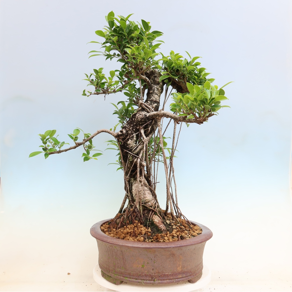 Zimmerbonsai - Ficus kimmen - Kleinblättriger Ficus
