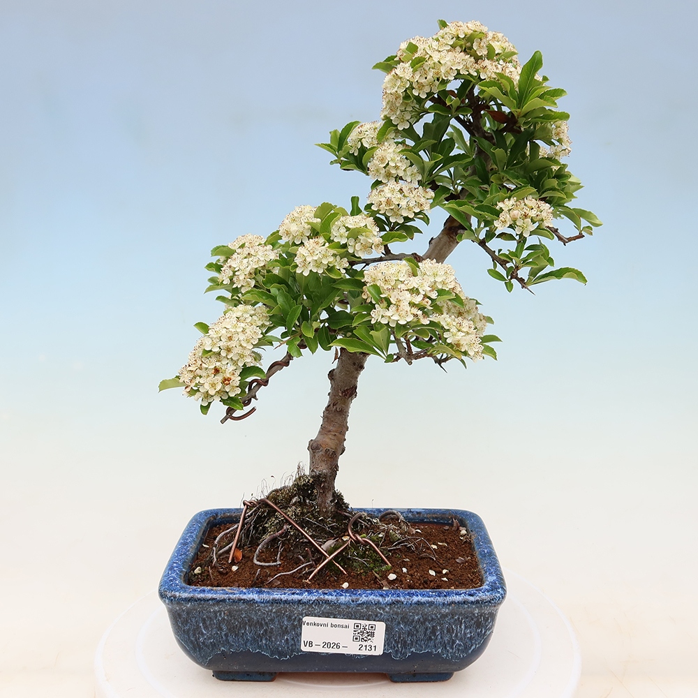 Bonsai für den Außenbereich – Pyracantha teton – Feuerdorn