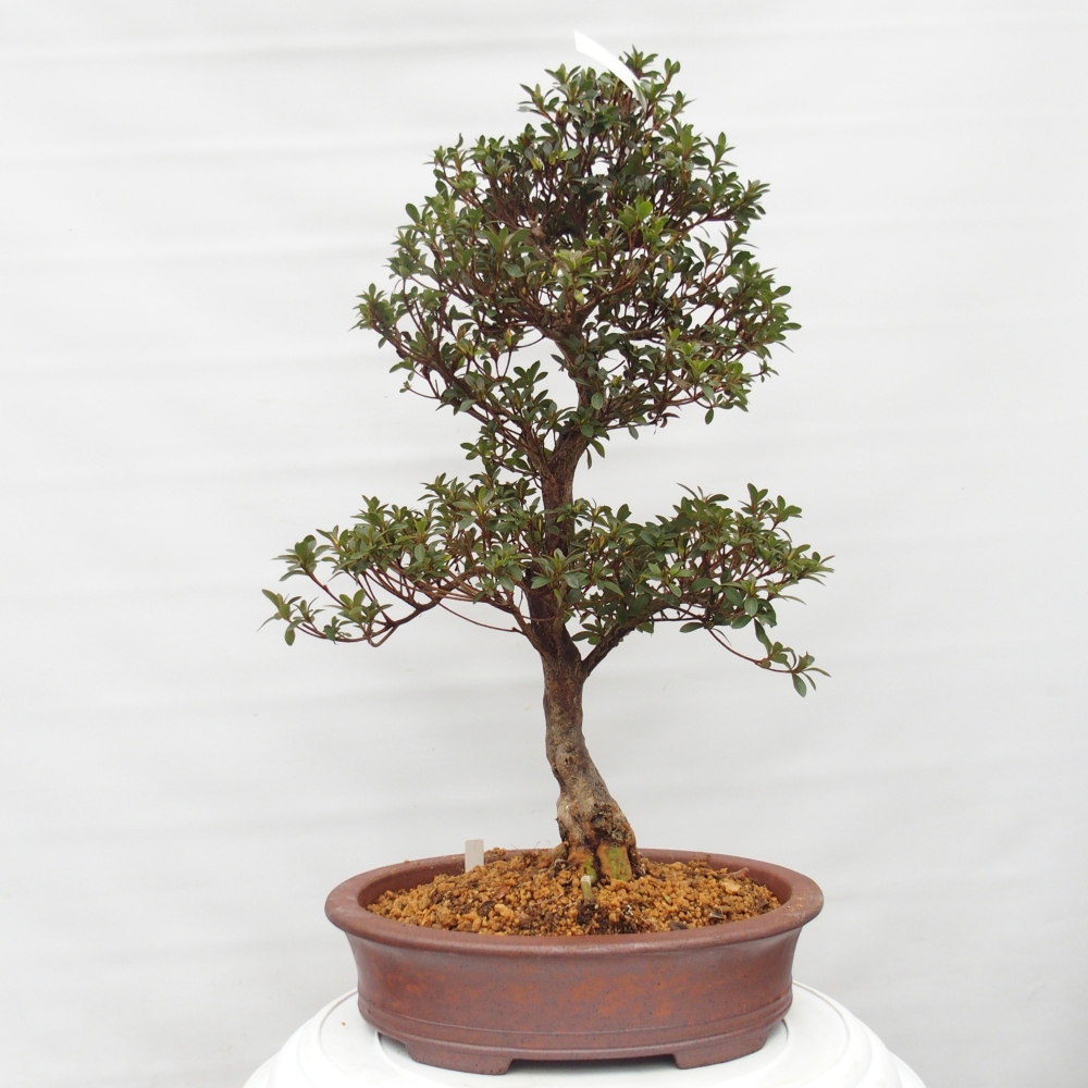 Bonsai für draußen - Japanische Azalee - Azalee Hanatsuzuri