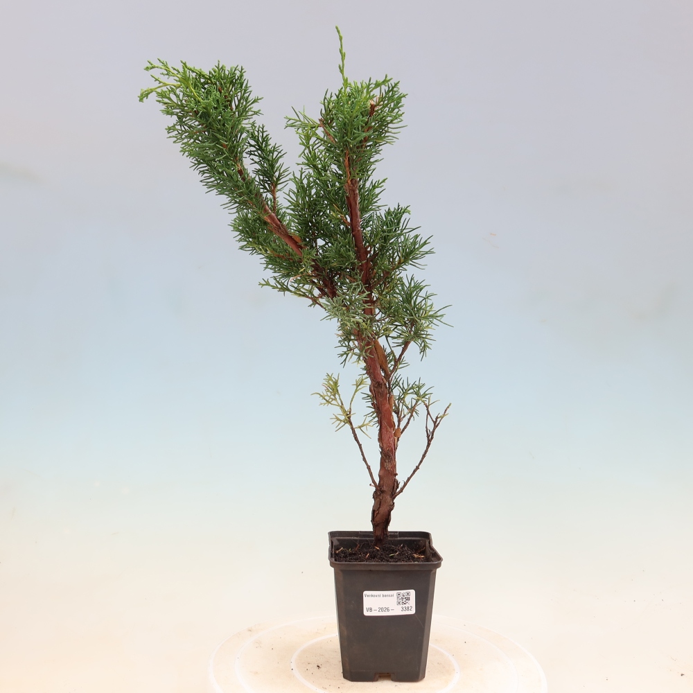Bonsai für draußen - Juniperus chinensis Kishu