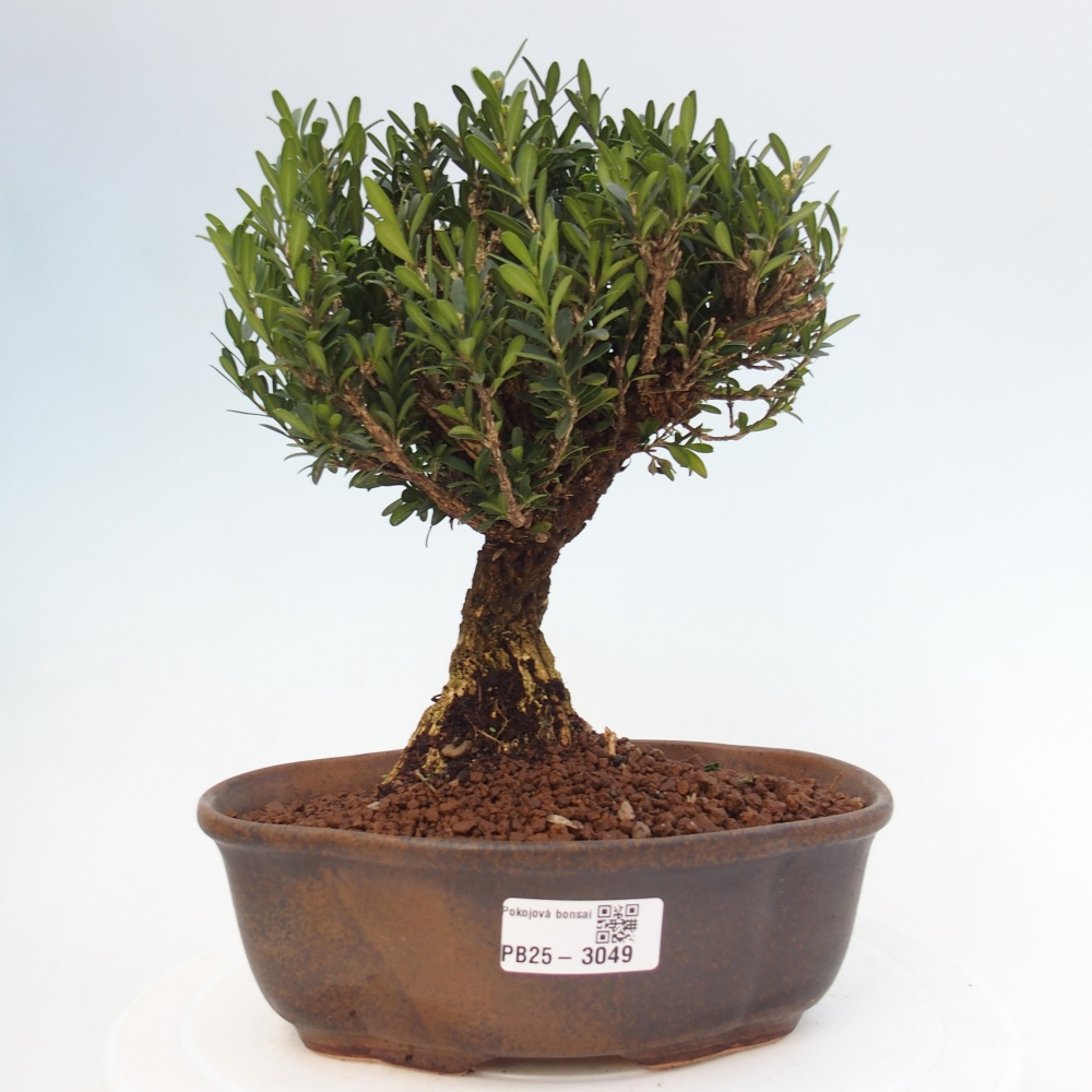 Innenbonsai - Buxus harlandii - Korkbuchsbaum