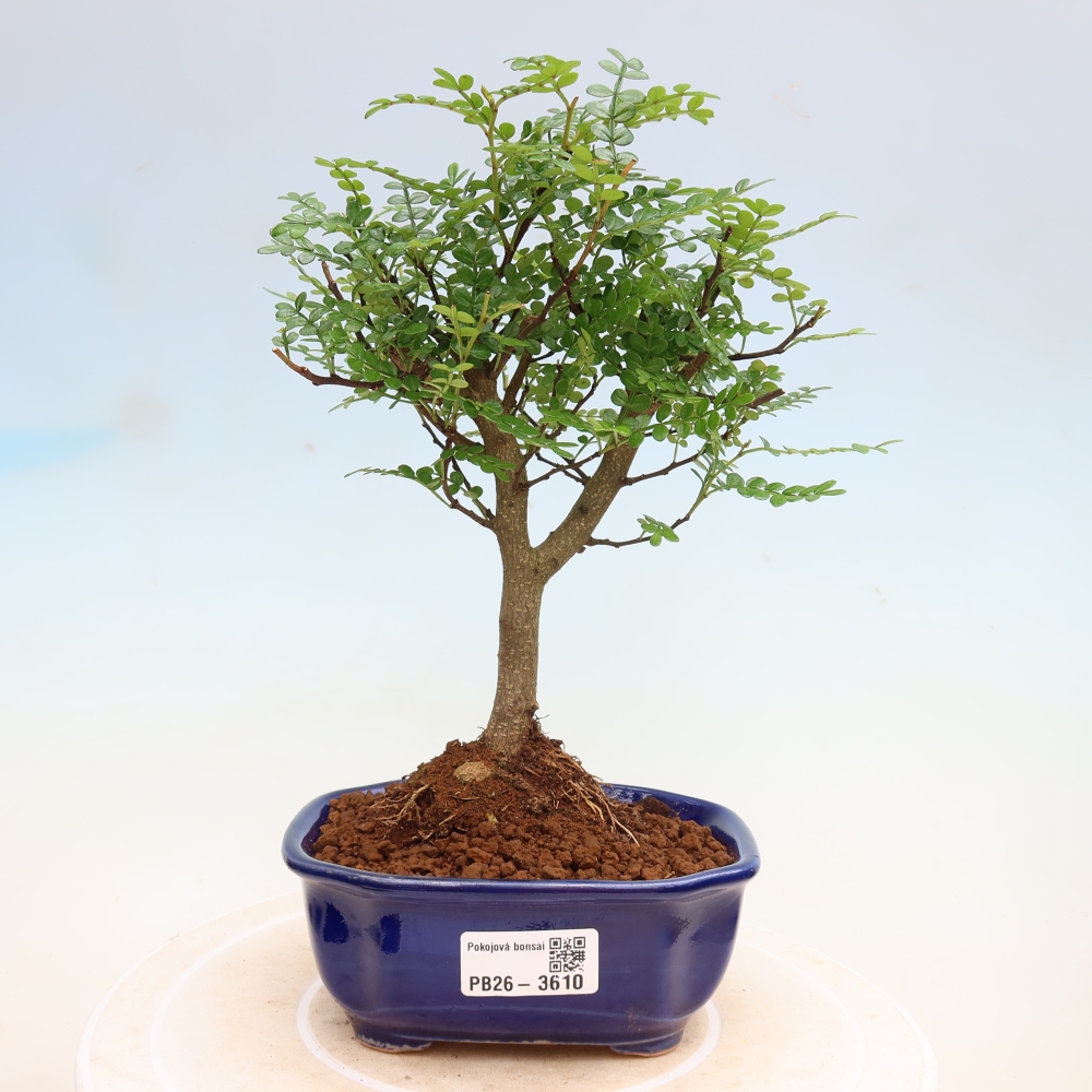 Zimmer Bonsai - Zantoxylum piperitum - Pfefferbaum