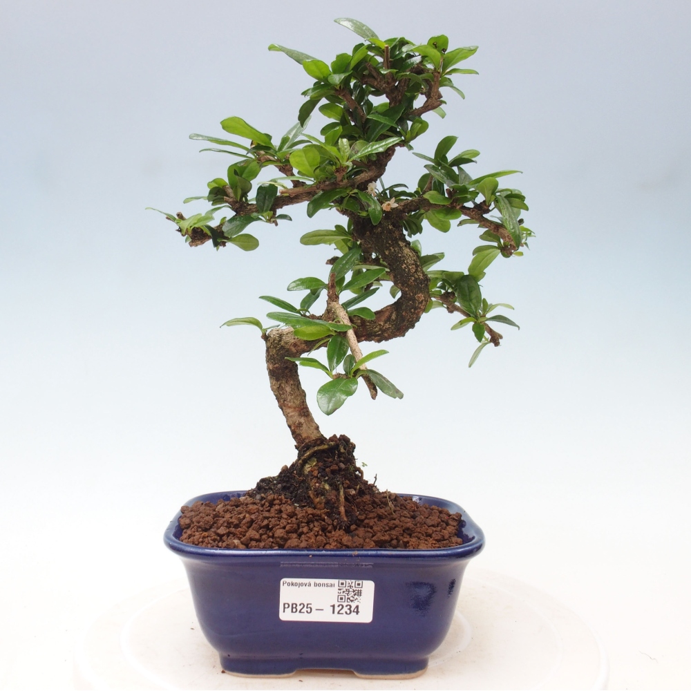 Zimmerbonsai - Carmona Macrophylla - Fuki-Tee
