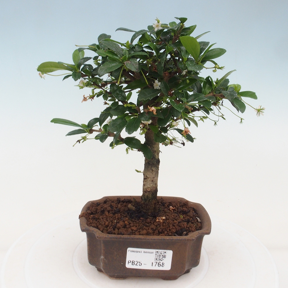 Zimmerbonsai - Carmona Macrophylla - Fuki-Tee