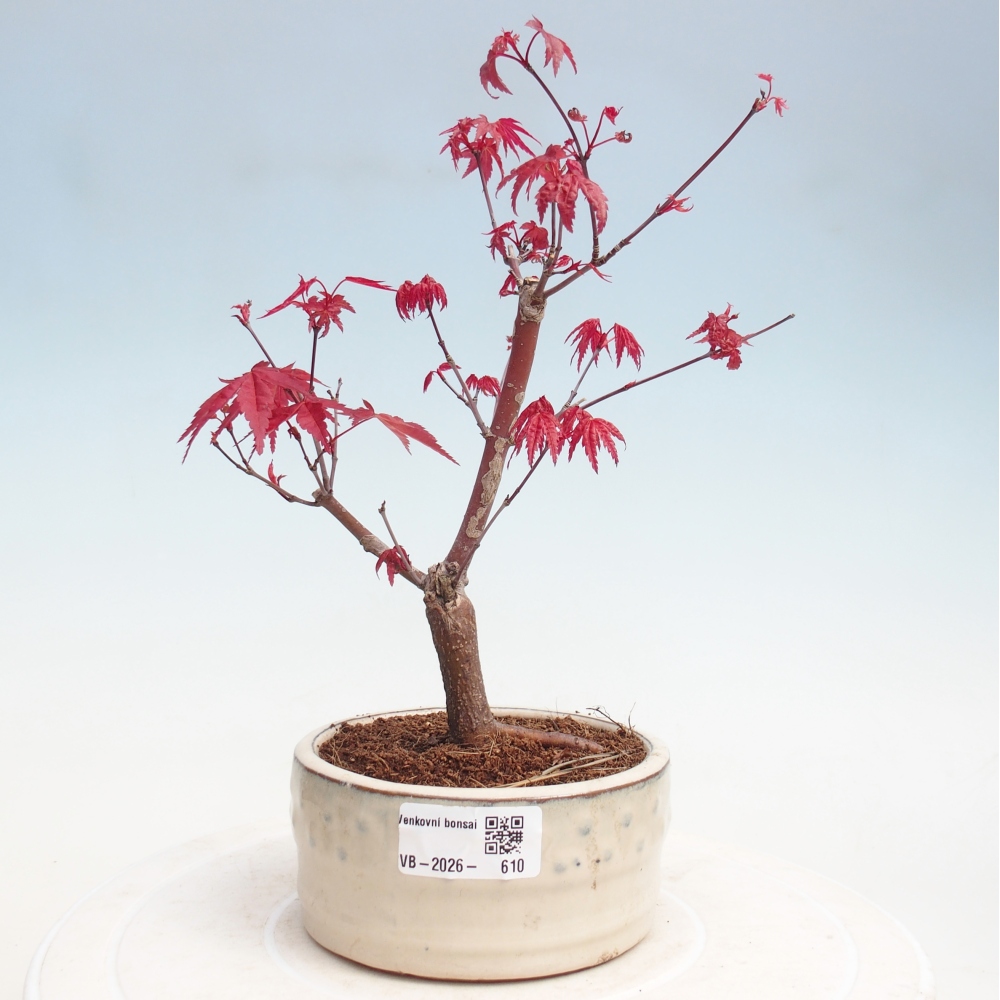 Bonsai für draußen - Acer palmatum DESHOJO
