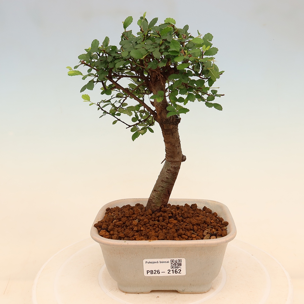 Zimmerbonsai - Ulmus parvifolia - Kleinblättrige Ulme
